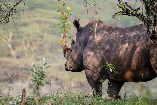 7 Days Kenya Tour Budget Safari - What this Kenya safari is trying to deliver