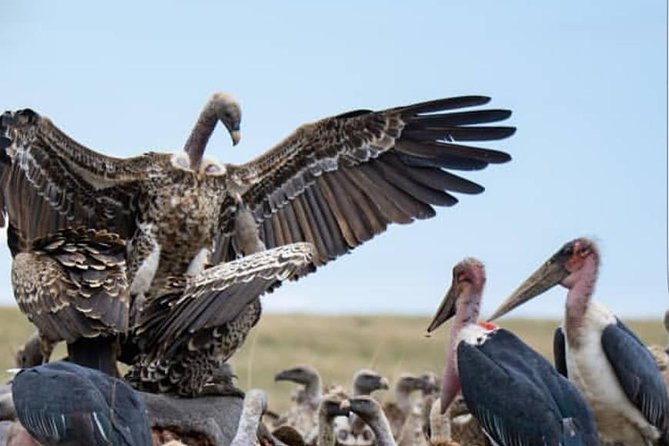 7 Days Kenya Tour Budget Safari - Lake Naivasha brings water, birds, and hippos