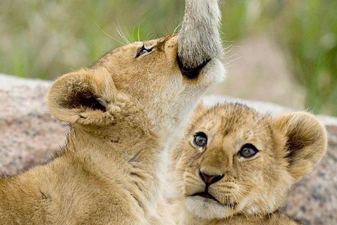 7 Days Kenya Tour Budget Safari - The Maasai village visit and Rift Valley stop