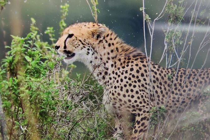 7 Days Kenyan Safaris - Key points to know before booking