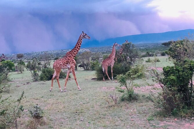 7 Days Kenyan Safaris - What this private safari is really offering
