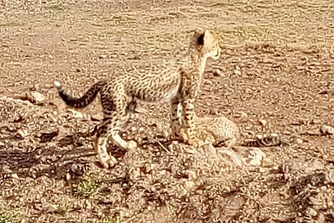 7 Days Kenyan Safaris - Amboseli and the first sight of Kilimanjaro