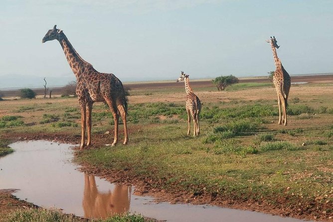 7 Days maasai mara - lake nakuru - lake naivasha- amboseli safari. - Day 2: A full Mara day with hippos and Maasai culture