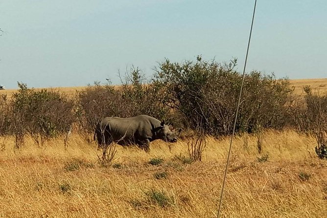 7 Days maasai mara - lake nakuru - lake naivasha- amboseli safari. - Day 4: Rhinos, flamingos, and Lake Naivasha