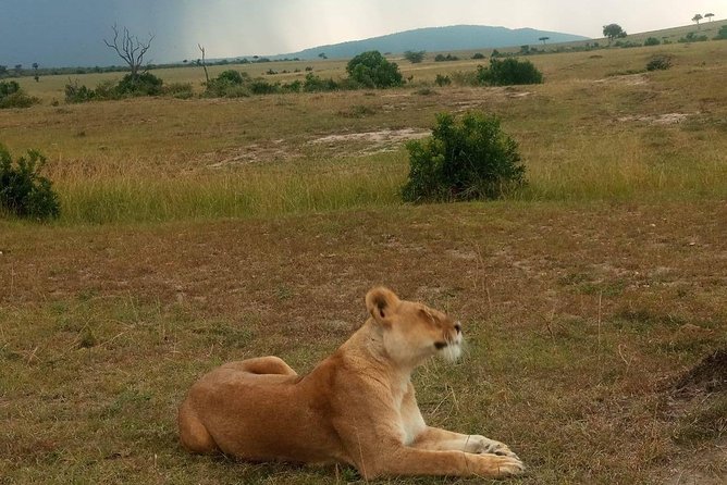 7 Days maasai mara - lake nakuru - lake naivasha- amboseli safari. - Day 6: Elephants beneath Mount Kilimanjaro