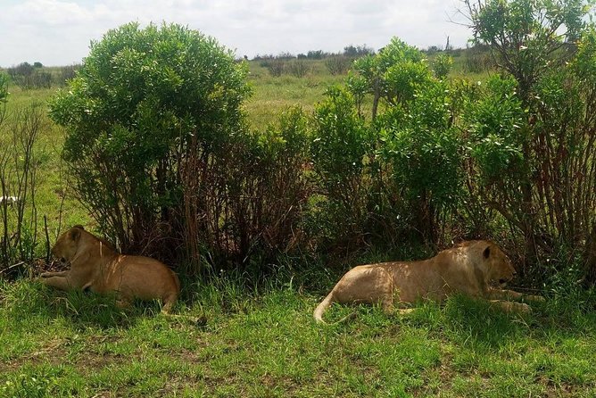 7 Days maasai mara - lake nakuru - lake naivasha- amboseli safari. - Day 3: Leaving the Mara for Lake Nakuru