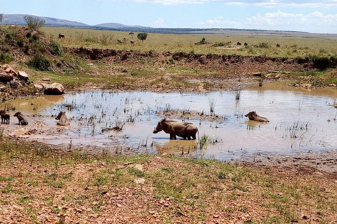 7 Days Maasai Mara, Lakes Nakuru, Naivasha & Amboseli Group Tour - What $1,200 buys you on this Kenya safari