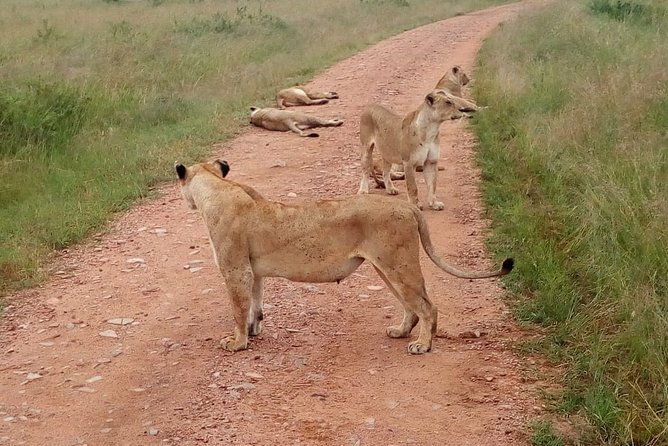 7 Days Maasai Mara, Lakes Nakuru, Naivasha & Amboseli Group Tour - Should you book this seven-day Kenya safari?