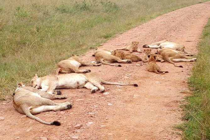 7 Days Maasai Mara, Lakes Nakuru, Naivasha & Amboseli Group Tour - Day 4: Rhinos, flamingos and an optional Lake Naivasha outing