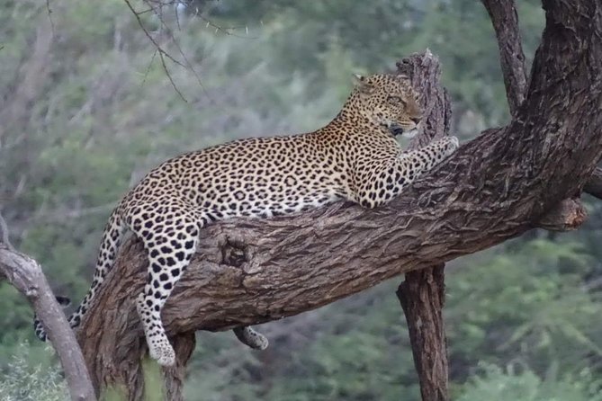 7 Days Maasai Mara National park , Amboseli parks and Nakuru safaris - Day 1: From Nairobi to Amboseli beneath Kilimanjaro