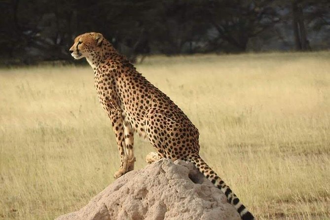 7 Days Maasai Mara National park , Amboseli parks and Nakuru safaris - Day 4: Crossing to Maasai Mara through Narok