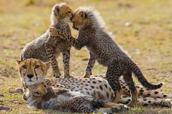 7 Days Maasai Mara National park , Amboseli parks and Nakuru safaris - Day 2: A full second look at Amboseli
