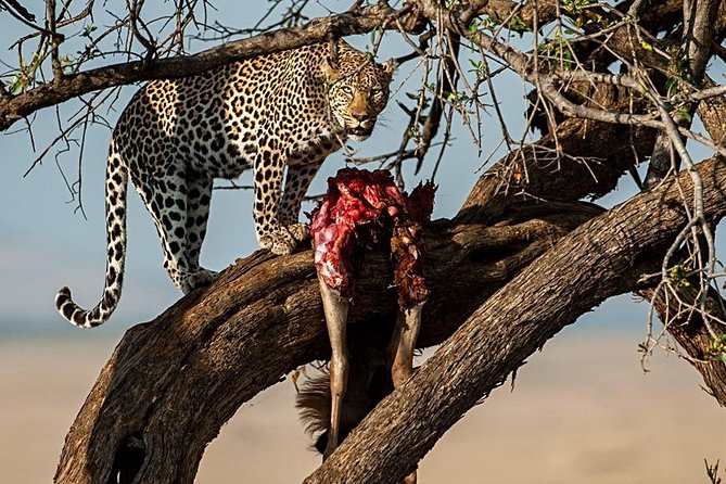 7 Days Mara/L.Naivasha/L.Nakuru/Amboseli - Day 4: Lake Nakuru and a shorter wildlife focus