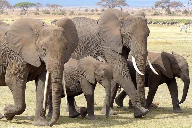 7 Days Mara/L.Naivasha/L.Nakuru/Amboseli - Day 7: The final Amboseli drive and return to Nairobi