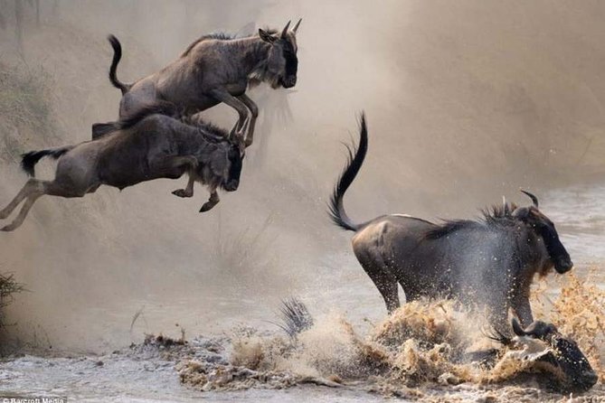 7 Days Masai Mara, Lake Naivasha, Nakuru, Amboseli - What this seven-day Kenya route does well