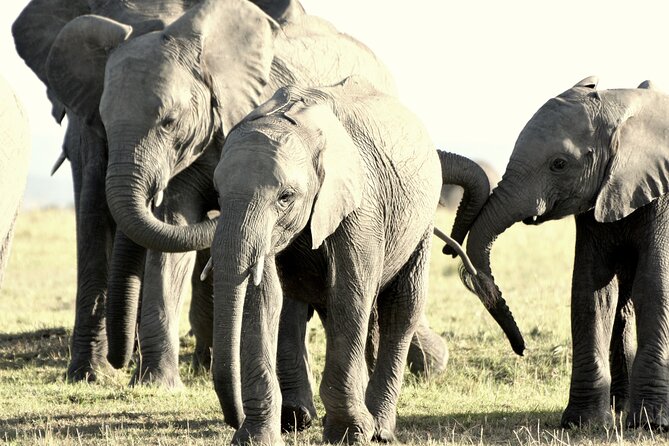 7 Days Masai Mara / Lake Nakuru / Lake Naivasha / Amboseli - What this seven-day route is really like