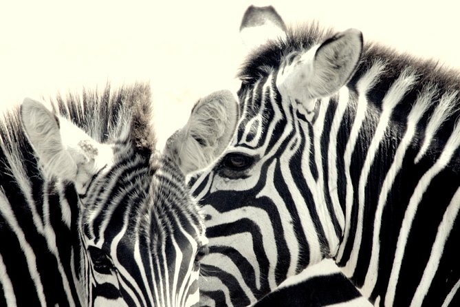 7 Days Masai Mara / Lake Nakuru / Lake Naivasha / Amboseli - Day 2: Two game drives in the Maasai Mara