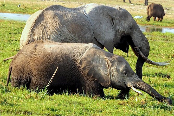 7 Days Masai Mara / Lake Nakuru / Lake Naivasha / Amboseli - Day 7: Kilimanjaro at sunrise and return to Nairobi