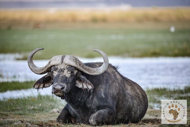 7 Days Masai Mara-Lk. Nakuru-Lk. Naivasha-Amboseli group Safari - Day 2: A full day among Masai Mara wildlife