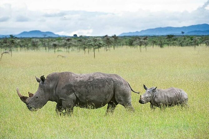 7 Days of Elephants, Rhinos & Big Five: The Best of Kenya Safari - Key points before you book