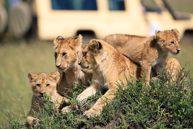 7 Days of Elephants, Rhinos & Big Five: The Best of Kenya Safari - Why this seven-day route works