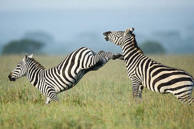 7 Days of Elephants, Rhinos & Big Five: The Best of Kenya Safari - Day 3: Rhinos and giraffes at Lake Nakuru