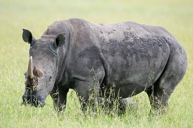 7 Days of Elephants, Rhinos & Big Five: The Best of Kenya Safari - Day 6: Elephants, marshes, and Kilimanjaro views