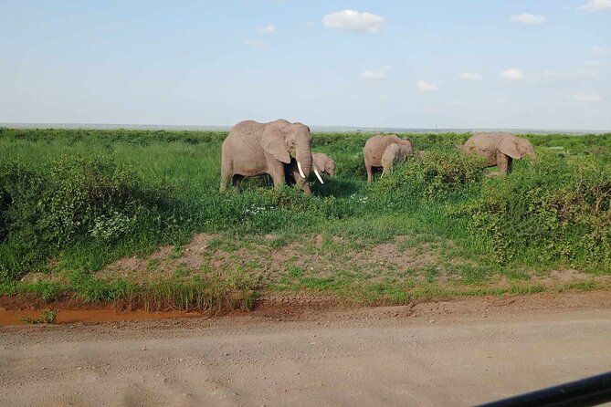 7 Days of Kenyan Wonders: A Mid-Range Safari Adventure - Key points to know before booking