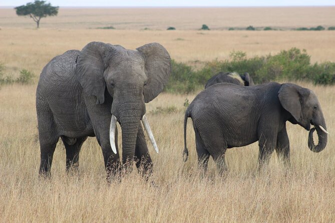 7 Days of Kenyan Wonders: A Mid-Range Safari Adventure - Day 1: Nairobi to Amboseli and the first elephant sightings