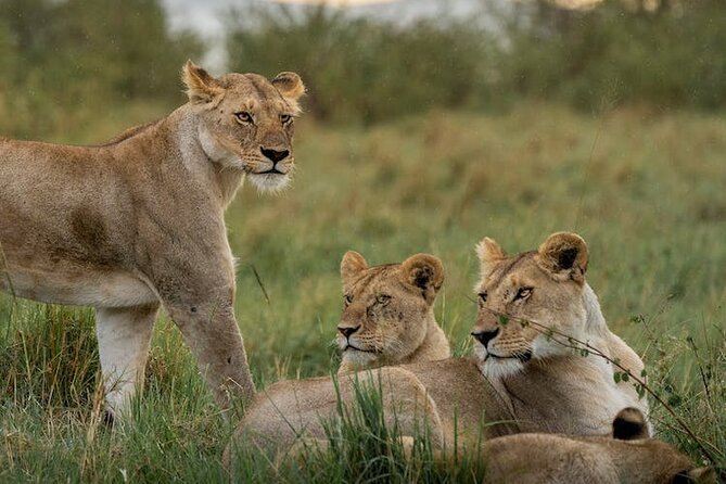 7 Days of Kenyan Wonders: A Mid-Range Safari Adventure - Day 3: The long ride to Lake Naivasha