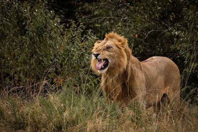 7 Days of Kenyan Wonders: A Mid-Range Safari Adventure - Day 5: From Lake Nakuru to the Masai Mara