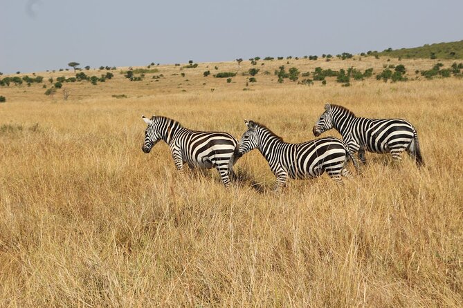 7 Days of Kenyan Wonders: A Mid-Range Safari Adventure - Day 2: Elephants, open plains, and Maasai culture