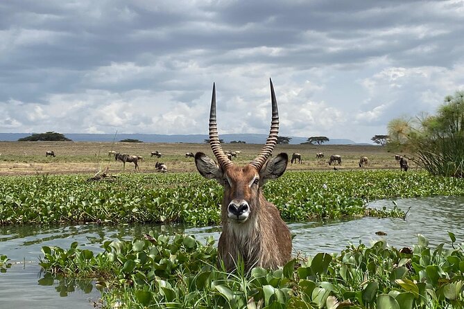 7 Days Private 4 star lodges Safari by LandCruiser from Nairobi - Day 1: Nairobi to Maasai Mara by way of the Rift Valley