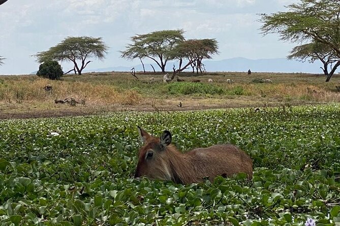7 Days Private safari to 4 Star lodges using a Jeep - Day 7: Observation Hill and the return to Nairobi
