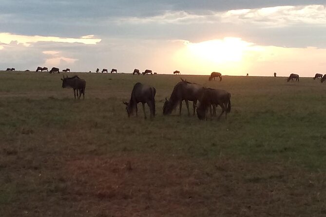 7 Days Safari, Samburu N/R Ol Pejeta Conservancy, Hells Gate N/P Maasai Mara N/R - Day 1: Crossing the Equator and entering Samburu