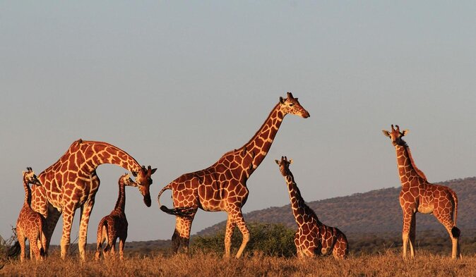 7 Days Safari to Aberdare N/P, lake Nakuru N/P, Maasai Mara N/R, Amboseli N/P - Key points to know before booking