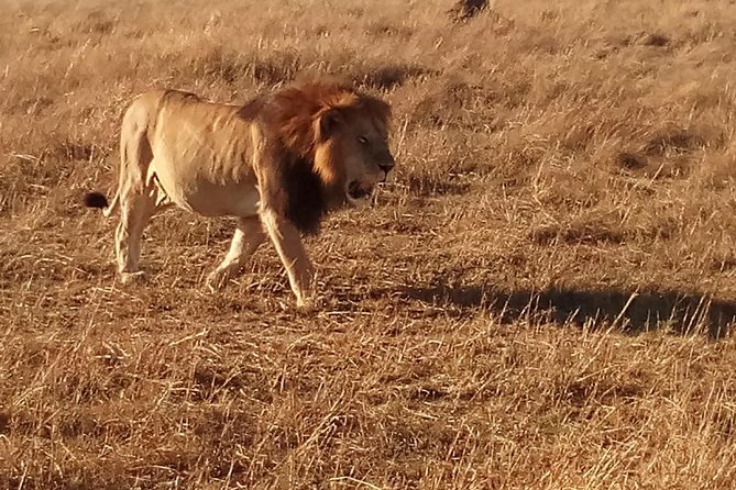 7 Days Safari to Aberdare N/P, lake Nakuru N/P, Maasai Mara N/R, Amboseli N/P - Day 1: Aberdare’s forest and the night water hole