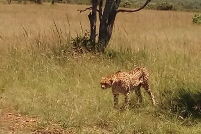 7 Days Safari to Aberdare N/P, lake Nakuru N/P, Maasai Mara N/R, Amboseli N/P
