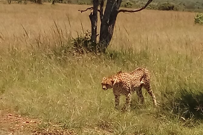 7 Days Safari to Aberdare N/P, lake Nakuru N/P, Maasai Mara N/R, Amboseli N/P - Day 2: Rhinos and sunset at Lake Nakuru