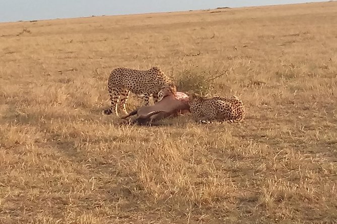7 Days Safari to Aberdare NP, Nakuru NP, Maasai Mara NR Amboseli NP- Mid range - Key points to know before booking