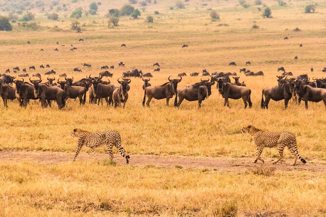 7 Days Safari to Maasai Mara, Nakuru, Naivasha and Amboseli - Day 6: The fullest Amboseli wildlife day