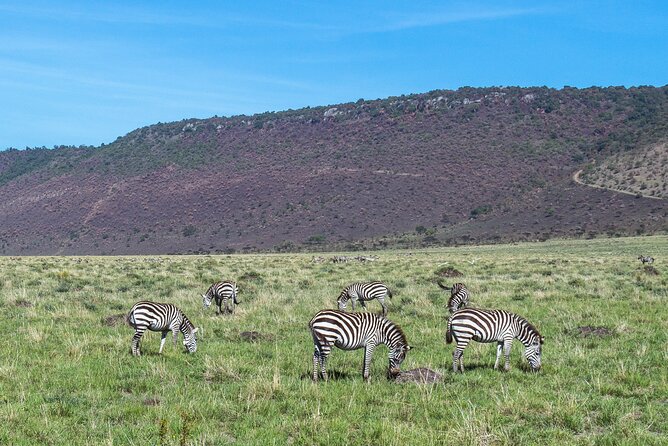 7 Days Safari to Maasai Mara, Nakuru, Naivasha and Amboseli - Day 7: A final drive before Nairobi