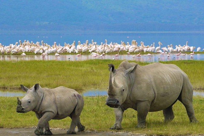 7 days safari to Masai Mara Nakuru ,Naivasha and Amboseli parks - Day 3: Lake Nakuru’s rhinos and birdlife
