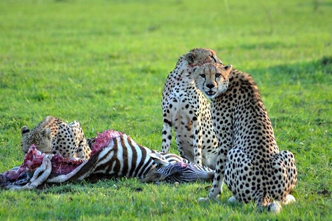 7 days safari to Masai Mara Nakuru ,Naivasha and Amboseli parks - Day 6: Amboseli elephants and Observation Hill