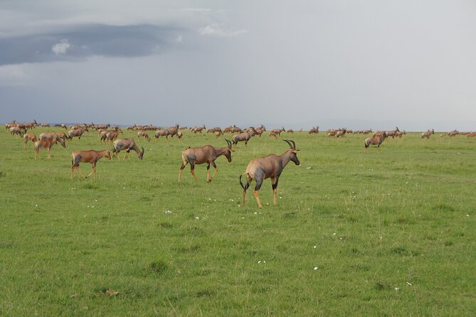 7 days Sopa lodges full private package - What this $3,995.25 safari includes