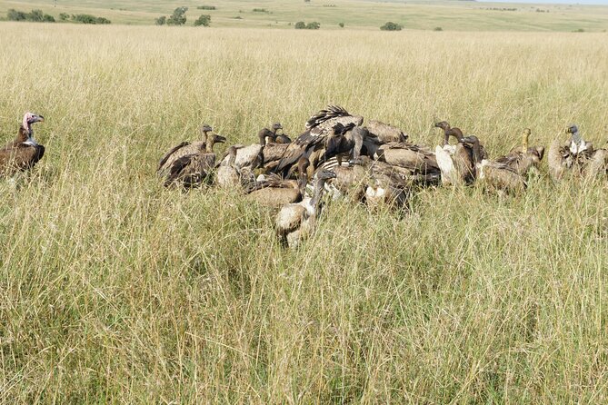 7 days Sopa lodges full private package - Day 6: The Mara River and a full day among wildlife