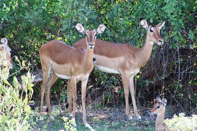 7 Days Tsavo East, Taita, Amboseli & SanctuarySafari from Mombasa - Day 1: Ngutuni Wildlife Conservancy