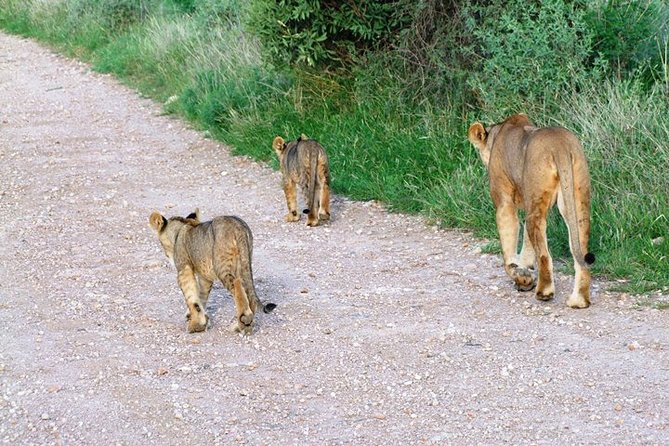 7 Days Tsavo East, Taita, Amboseli & SanctuarySafari from Mombasa - Day 2: Taita Hills and its waterholes