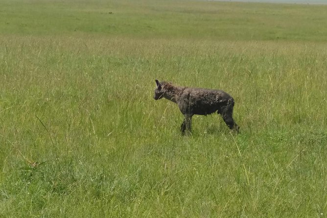 7days 6nights through Mara to Amboseli - Key points to know before booking