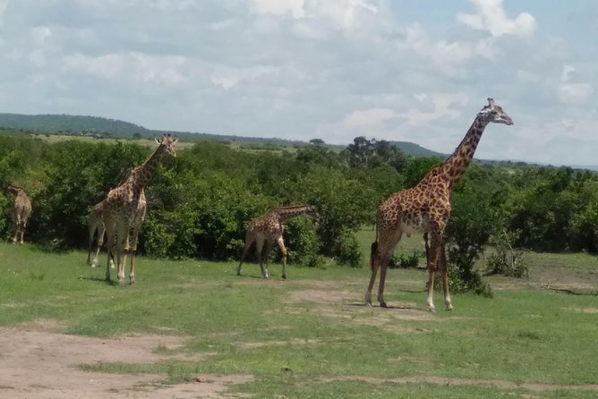 7days 6nights through Mara to Amboseli - Day 2: A full day across Amboseli National Park